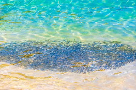 A lot of little fish snorkeling in clear turquoise water on Koh Phi Phi Don island in Ao Nang Amphoe...