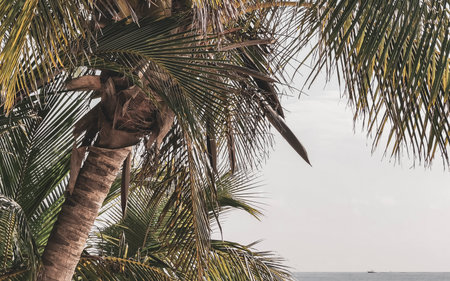 Palm tree palm trees at the Caribbean beach in Cancun Quintana Roo Mexico.