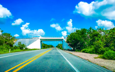 Tropical jungle and forest with road through the village Los Aluxes with bridge in Lazaro Cardenas in Quintana Roo Mexico.の写真素材