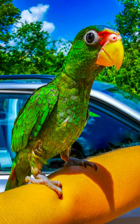 Green parrot on the hand arm in Quintana Roo Mexico.