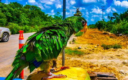 Green parrot on a coconut in Solferino Lazaro Cardenas in Quintana Roo Mexico.の写真素材