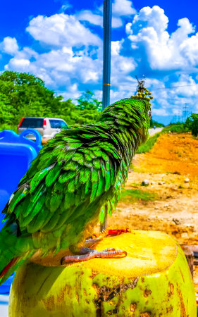 Green parrot on a coconut in Solferino Lazaro Cardenas in Quintana Roo Mexico.の写真素材