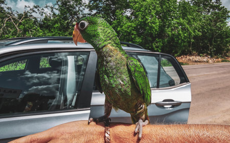 Green parrot on the hand arm in Solferino Lazaro Cardenas in Quintana Roo Mexico.