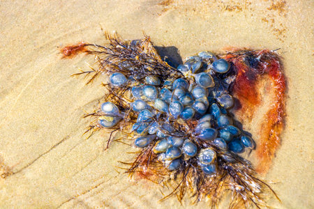 Blue stranded algae on Noppharat Thara Beach in Ao Nang Amphoe Mueang Krabi Thailand in Southeast...