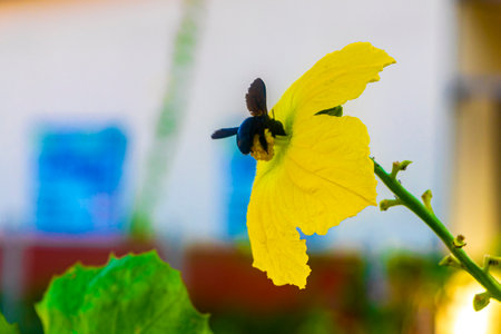 Large beetle on yellow tropical flower in Ao Nang Amphoe Mueang Krabi Thailand in Southeast Asia.