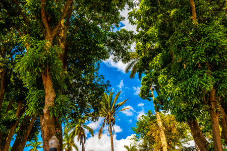 Tropical palm trees palm tree plants and blue skies in Alajuela Costa Rica in Central America.の写真素材
