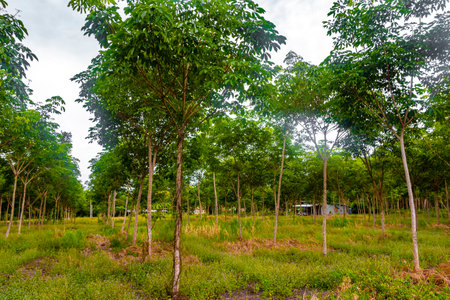 Rubber plantation field with trees in Ao Nang Amphoe Mueang Krabi Thailand in Southeast Asia.