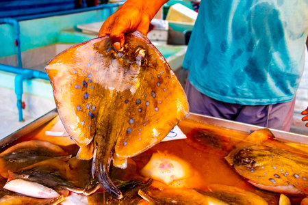 Disgusting fresh stingray at Thai Ao Nang food market in Ao Nang Amphoe Mueang Krabi Thailand in Southeast Asia.の写真素材