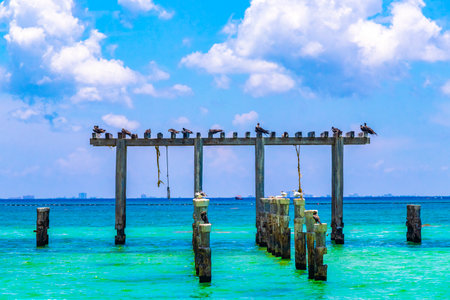 Seagulls sitting on an old jetty over Caribbean sea in Playa del Carmen Quintana Roo Mexico.の写真素材