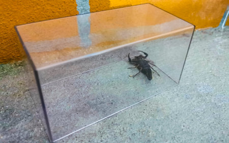 Captured black scorpion in Zicatela Puerto Escondido Oaxaca Mexico.の写真素材