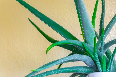 Aloe vera houseplant in a pot in Leherheide Bremerhaven Bremen Germany.の写真素材