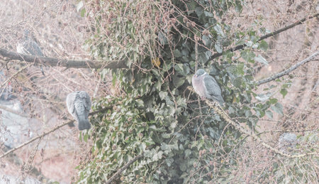 Pigeons birds sitting on a fir branch with ivy in Leherheide Bremerhaven Bremen Germany.