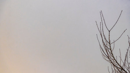 High tree branches and treetops tower into the winter sky in Leherheide Bremerhaven Bremen Germany.