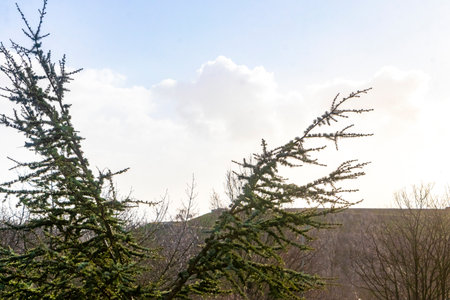 High fir branches rise into the winter sky in Leherheide Bremerhaven Bremen Germany.