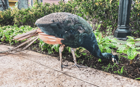 Blue colorful male peacock in tropical nature in Playa del Carmen Quintana Roo Mexico.の写真素材