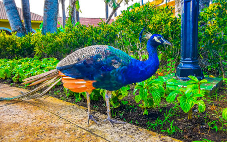 Blue colorful male peacock in tropical nature in Playa del Carmen Quintana Roo Mexico.の写真素材