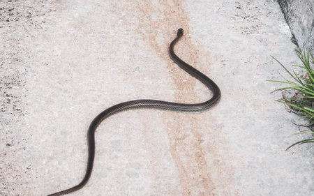 Large snake crawls on the road in Playa del Carmen Quintana Roo Mexico.の写真素材