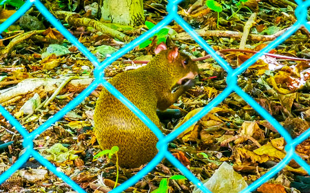 An agouti looks for something to eat on the ground in tropical nature and garbage trash behind fence in Playa del Carmen Quintana Roo Mexico.の写真素材