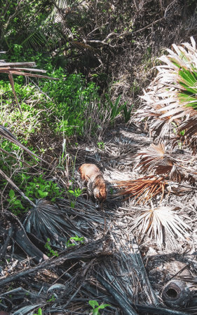 Coati coatis on ground snuffling and searching for food in tropical jungle in Playa del Carmen Quintana Roo Mexico.の写真素材