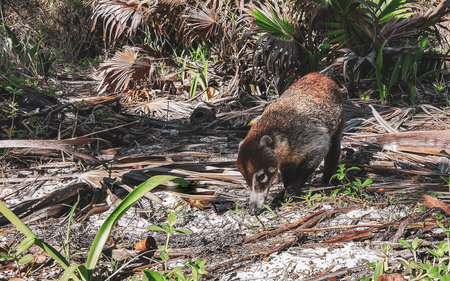 Coati coatis on ground snuffling and searching for food in tropical jungle in Playa del Carmen Quintana Roo Mexico.の写真素材