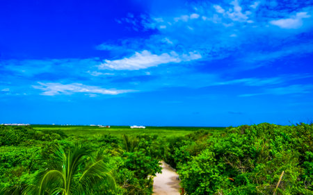 National park of Tulum panorama view to the tropical jungle nature and blue sky in Tulum Quintana...