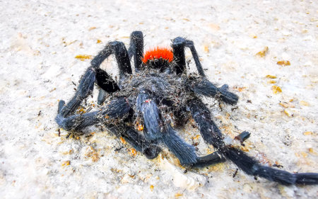 Tarantula brown black on the ground in the tropical Caribbean jungle forest in Tulum Quintana Roo...