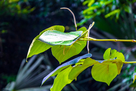 Tropical jungle and nature with trees branches plants and flowers in forest in Coba Municipality Tulum Quintana Roo Mexico.の写真素材