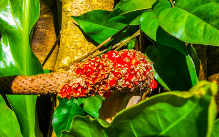 Red flowers in the tropical jungle and nature with leaves branches and plants in forest in Tulum...