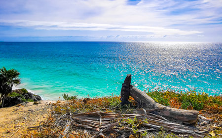 Iguana is watching at the beach coast shore with ocean view in the tropical jungle at the Tulum Ruins in Quintana Roo.の写真素材
