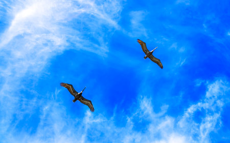 Pelican pelicans bird birds flying along the blue sky in Tulum Quintana Roo Mexico.