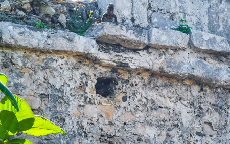 Iguana lizard inside a rock window at the ancient Tulum ruins Mayan site with temple ruins pyramids...