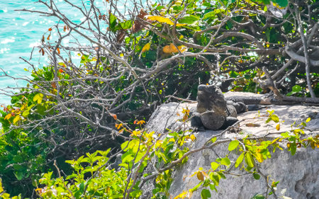 Iguana at the beach coast shore with ocean view in the tropical jungle at the Tulum Ruins in Quintana Roo Mexico.の写真素材