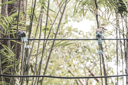 Beautiful colorful blue cenote birds in Playa del Carmen Quintana Roo Mexico.