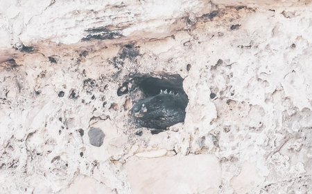 Iguana lizard inside a rock window watching out at the ancient Tulum ruins Mayan site with temple ruins pyramids in Tulum Mexico.の写真素材