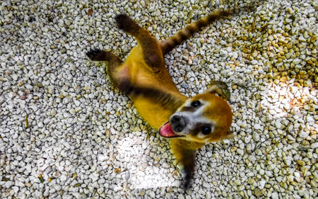 Playful coati plays and runs on the floor in Tulum Quintana Roo Mexico.の写真素材