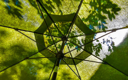Under the parasol in the jungle in Playa del Carmen.
