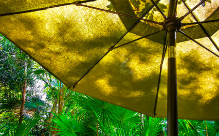 Under the parasol in the jungle in Playa del Carmen Quintana Roo Mexico.の写真素材