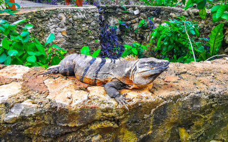 Iguana on a rock in the tropical jungle and nature in Tulum Quintana Roo Mexico.の写真素材