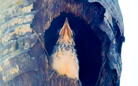Baby bird sits in the hole in the palm trunk in Tulum Quintana Roo Mexico.