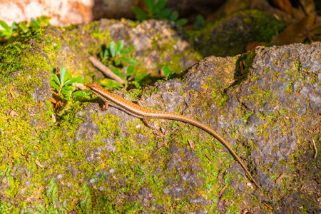 Lizard runs around on wood and moss in Khao Lak Amphoe Takua Pa Phang Nga Thailand in Southeast...