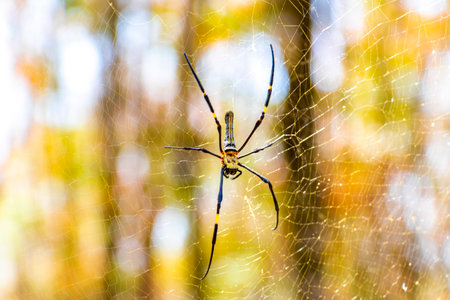 Giant wood spider in its web net in Khao Lak Amphoe Takua Pa Phang Nga Thailand in Southeast Asia.の写真素材