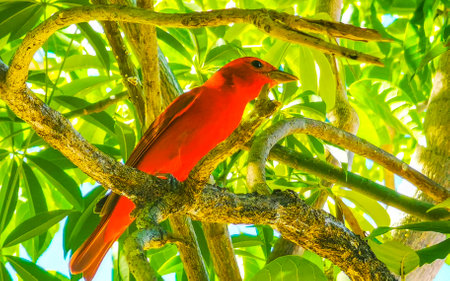 Red cardinal tropical bird on a tree branch.