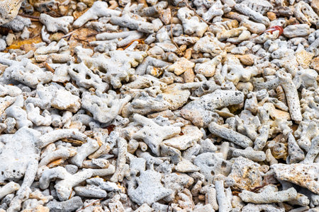 Pakarang Cape tropical paradise beach sea and shore landscape with coral corals shells and mussels texture pattern in Khao Lak Takua Pa Phang Nga Thailand.の写真素材