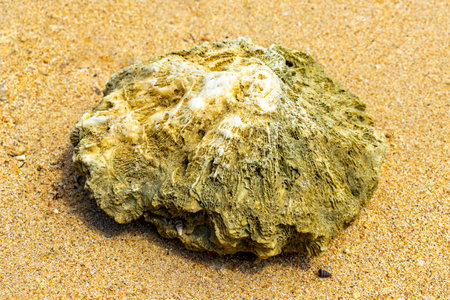 Pakarang Cape tropical paradise beach sea and shore landscape with coral corals shells shell and...
