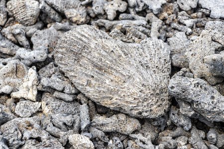 Pakarang Cape tropical paradise beach sea and shore landscape with coral corals shells shell and mussels in Khao Lak Amphoe Takua Pa Phang Nga Thailand.の写真素材