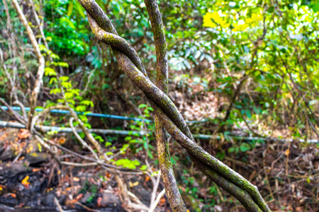 Sai Rung Waterfall and beautiful tropical jungle plant tree rocks and nature landscape in Khao Lak...