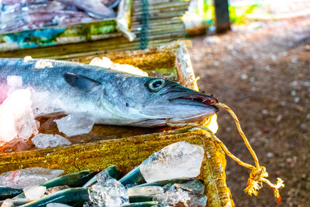 Fish selling at the Build Market in Khao Lak Amphoe Takua Pa Phang Nga Thailand in Southeast Asia.