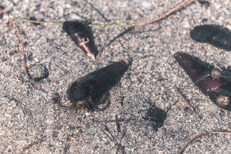 Hermit crabs with long shells in a river pond lake in Khao Lak Amphoe Takua Pa Phang Nga Thailand in Southeast Asia.の写真素材