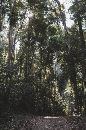 Tropical landscape rainforest jungle nature natural path way road huge trees and mountains in Khao...