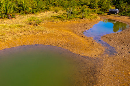 Dry river and lake in tropical nature rainforest and jungle by the beach.の写真素材